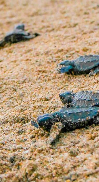 Vive una experiencia que sana el alma mientras ayudas a proteger una especie milenaria en paraísos nayaritas