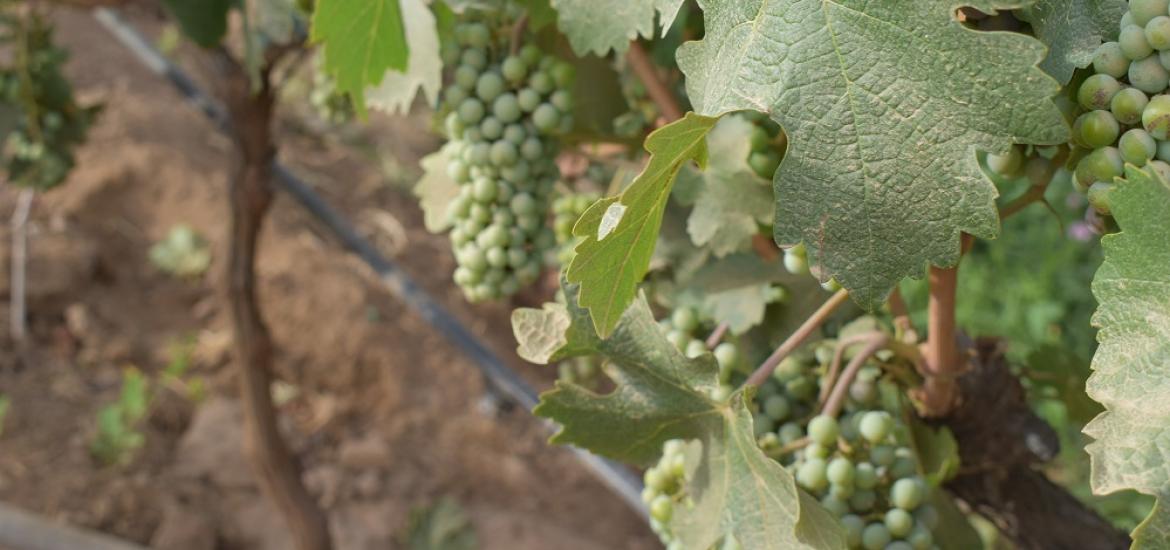 Pagina Zero - uvas
