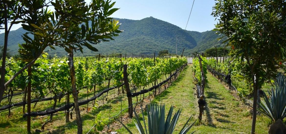 vino mexicano jalisco