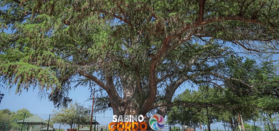 PARQUE SABINO GORDO