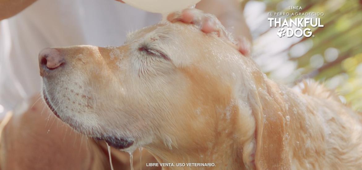 Thankful Dog