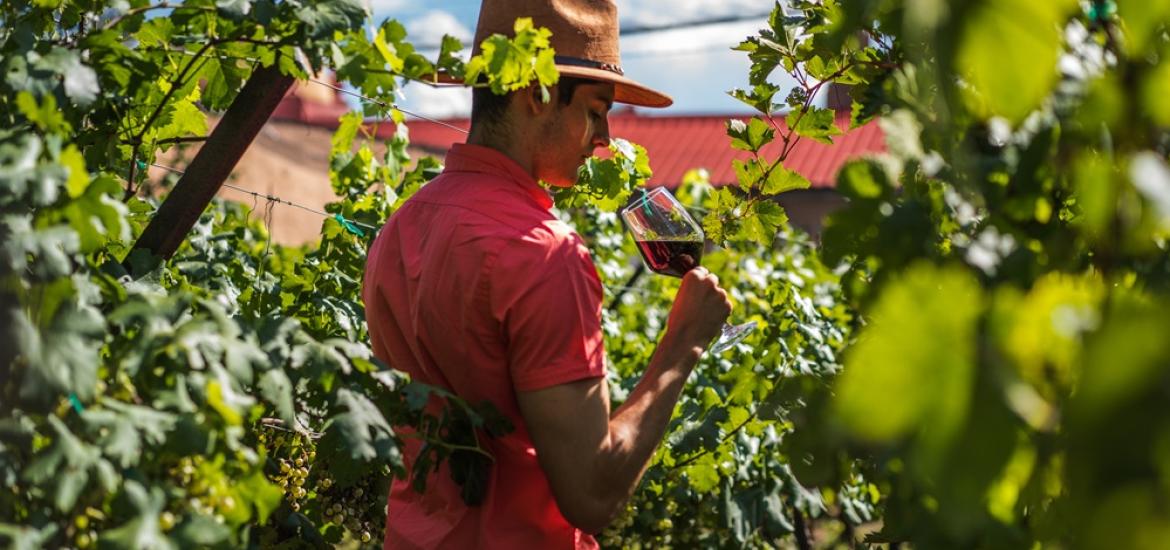vinedos