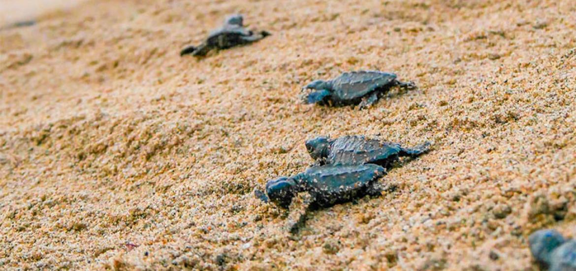 Vive una experiencia que sana el alma mientras ayudas a proteger una especie milenaria en paraísos nayaritas