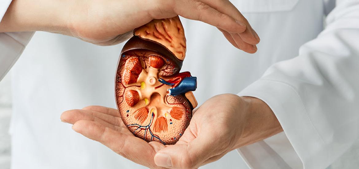Cuidar tus riñones es más fácil de lo que crees. Mantente activo, come saludable, hidrátate bien y evita consumir medicamentos sin indicación médica