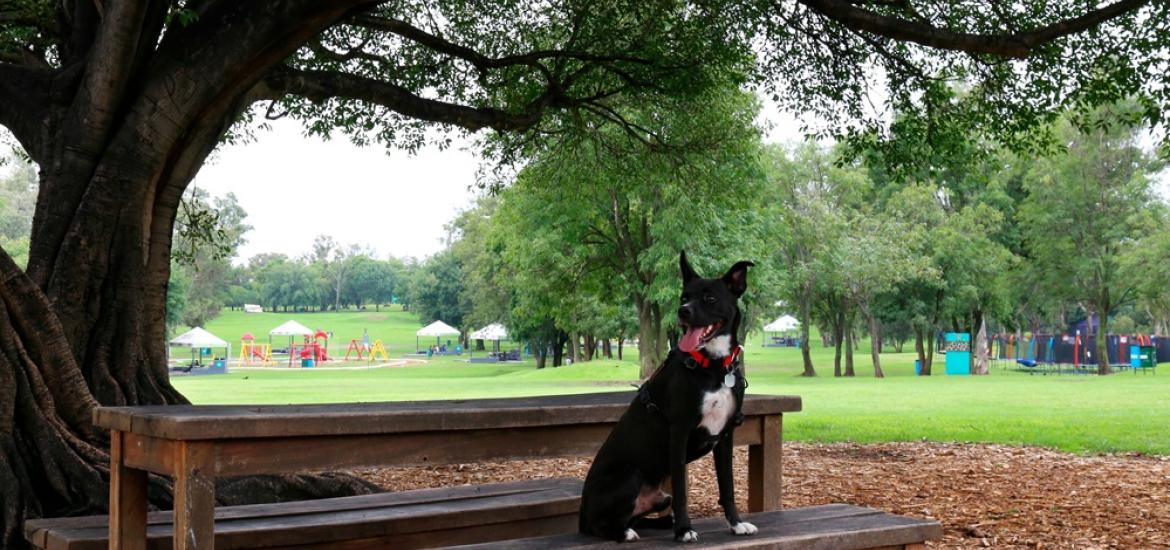 Parque Metropolitano1