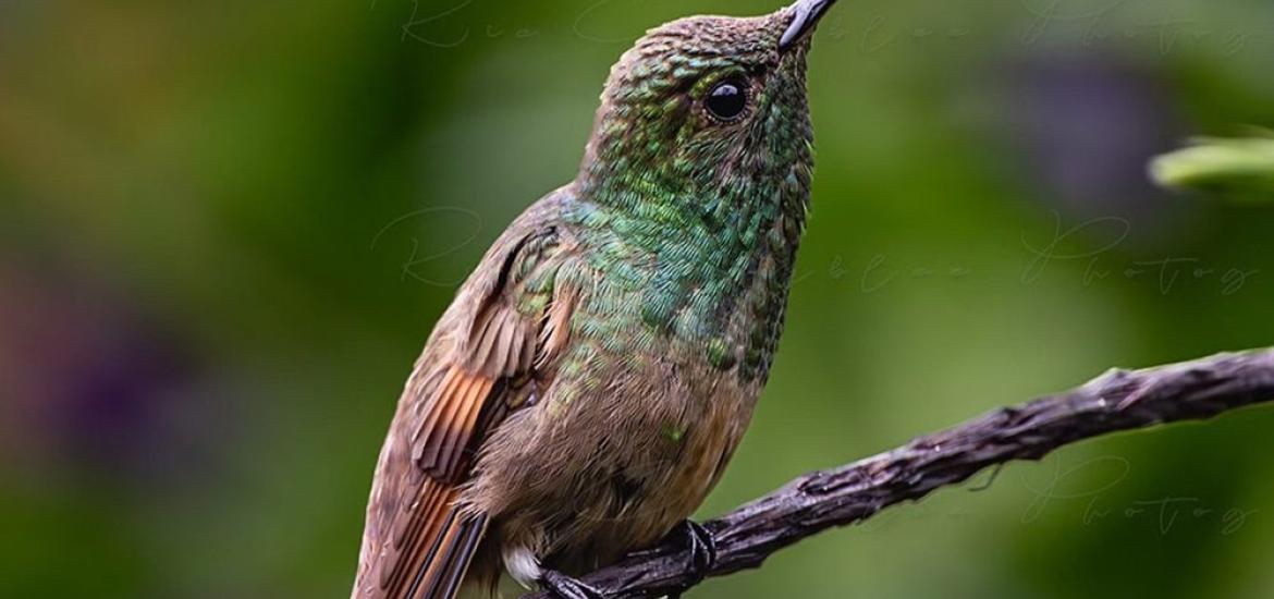 colibri