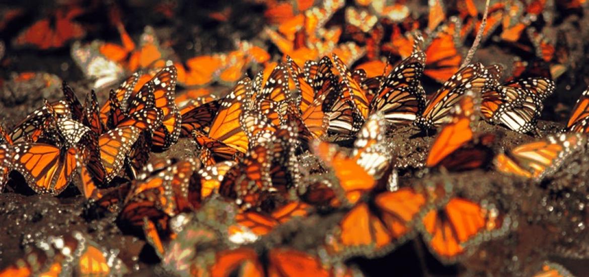mariposa_monarca