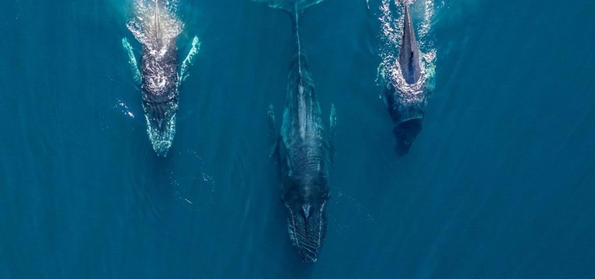 ballenasguerrero2025