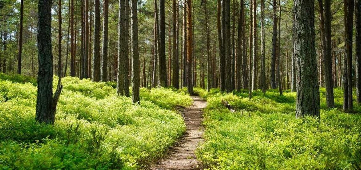llamado_urgente_a_la_accion_por_la_salud_de_nuestros_bosque