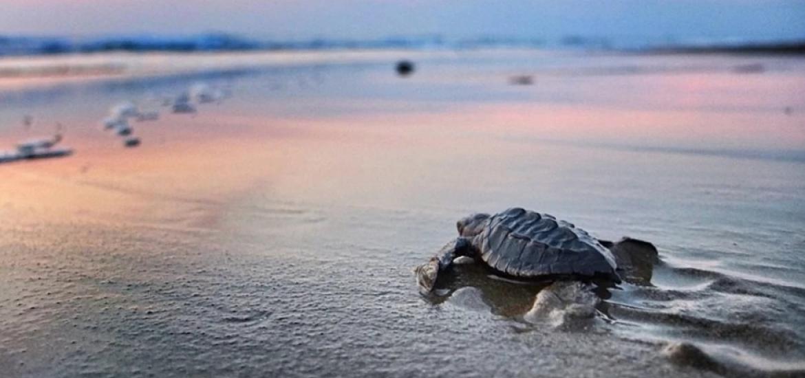 Visit Nayarit