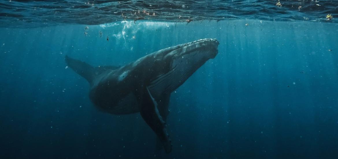 ballenas