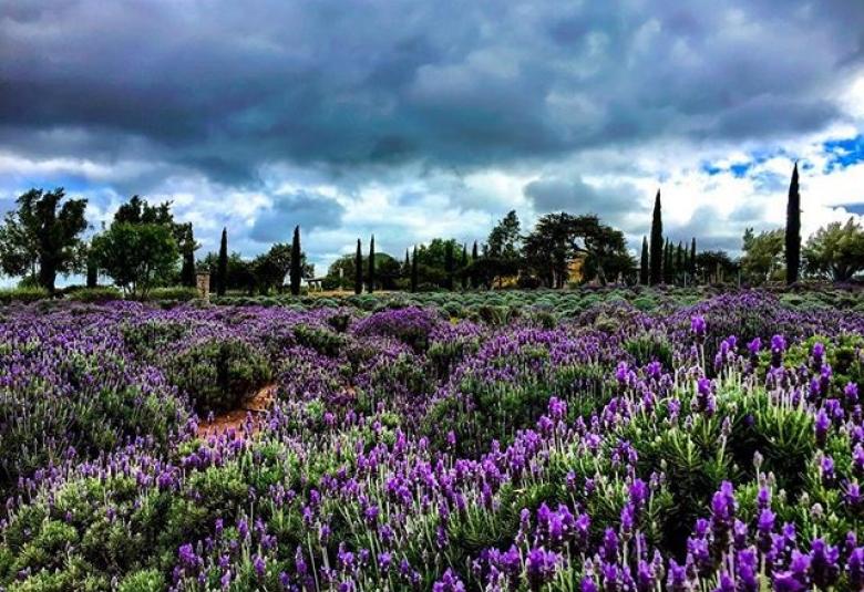 Pagina Zero - Lavendar Field. Campo de Lavanda