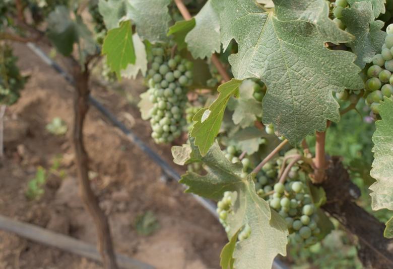 Pagina Zero - uvas