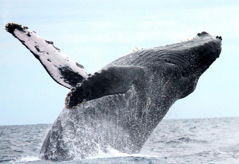 Pagina Zero - ballenas