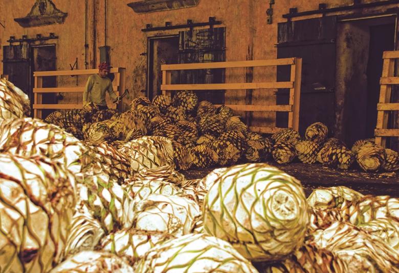 Pagina Zero - Ruta del Tequila