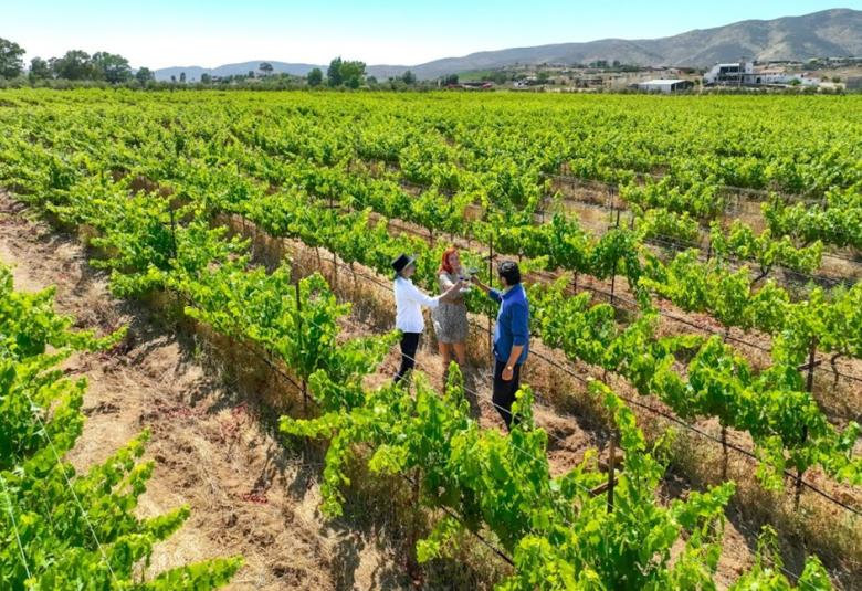 viñedo