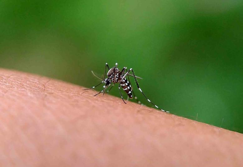 dengue