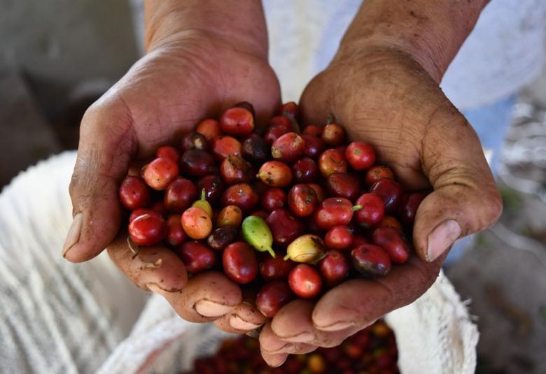 Café de Colima