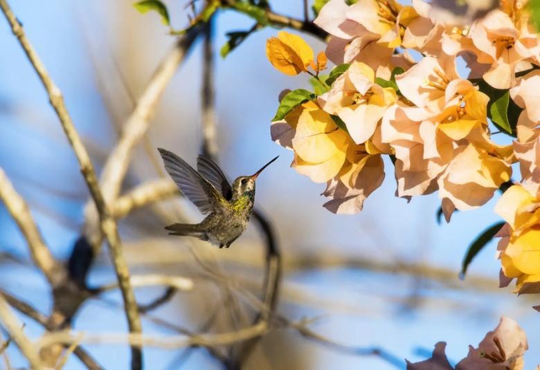 aves-en-san-blas-colibri-pico