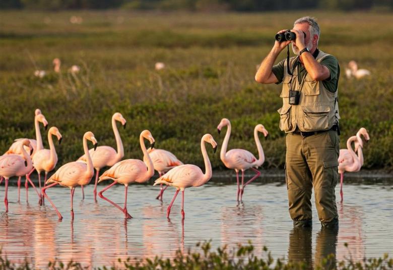 aves migratorias