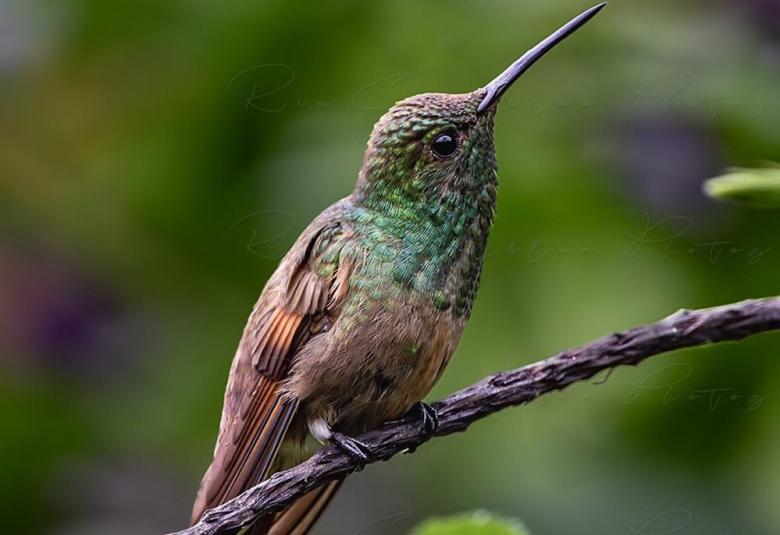 colibri