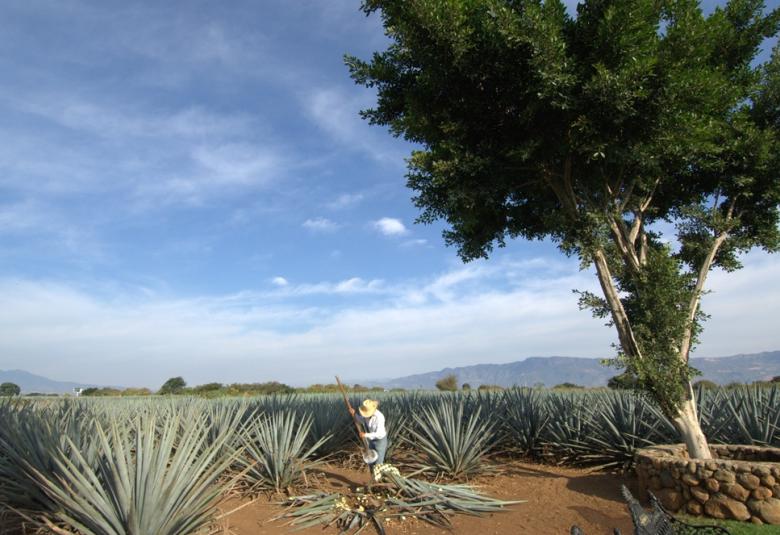 tequila24julio