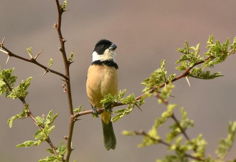 FestivaldelasAves2025