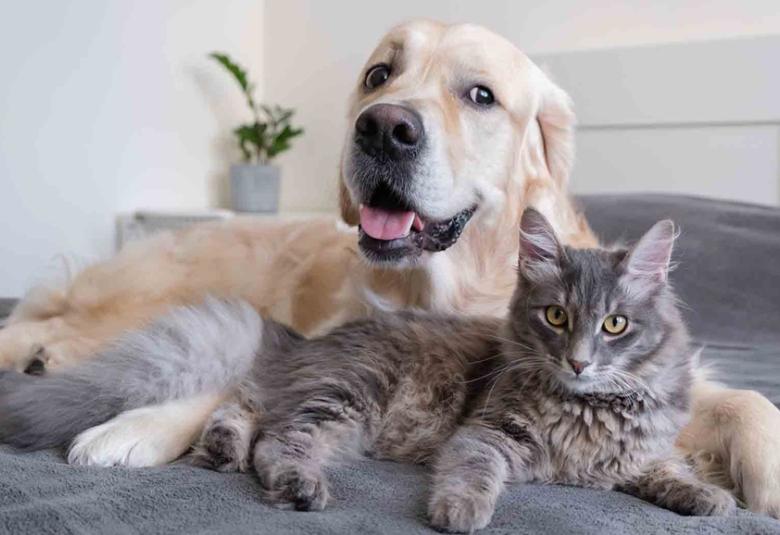 animalesdecompania