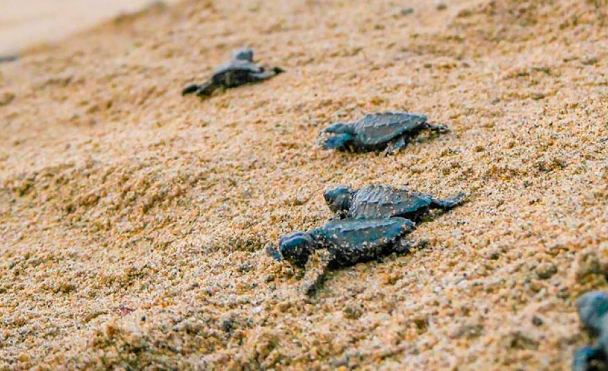 Vive una experiencia que sana el alma mientras ayudas a proteger una especie milenaria en paraísos nayaritas