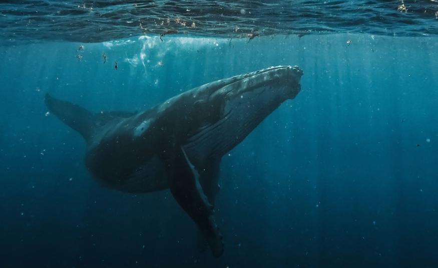 ballenas