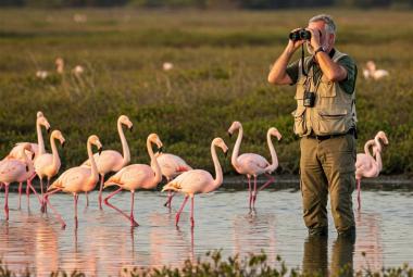 aves migratorias