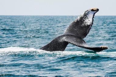 ballenas_nayarit