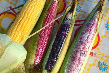 elotes