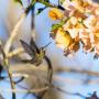 aves-en-san-blas-colibri-pico