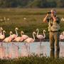 aves migratorias