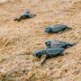 Vive una experiencia que sana el alma mientras ayudas a proteger una especie milenaria en paraísos nayaritas