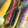 elotes